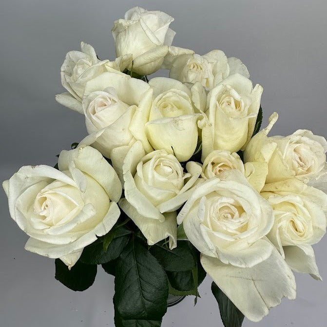 A Dozen David Austin Garden Roses